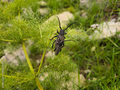 Canvas Print A mother beetle and her offspring rest together on green wild herbs, showcasing patterned exoskeletons amid soft natural grassland textures in springtime