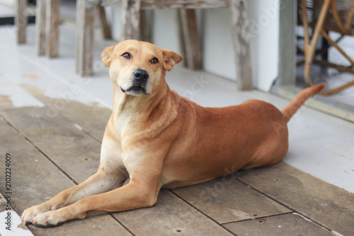 фотографія Beautiful local asian dog sitting on wooden planks and looking at camera