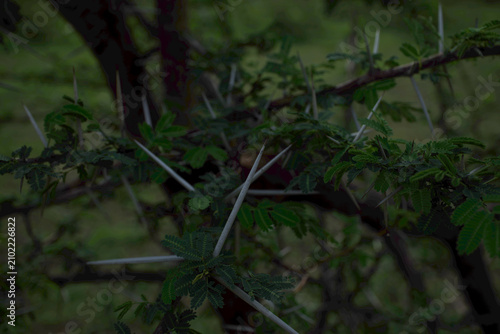 Foto Sharp acacia thorns silhouetted in a dark forest thicket