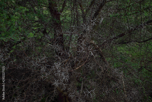 Fotografie Dense pattern of acacia thorns scattered across a dark thicket