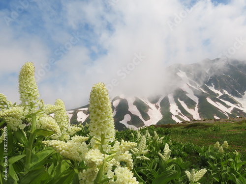 開花した白いコバイケイソウの花