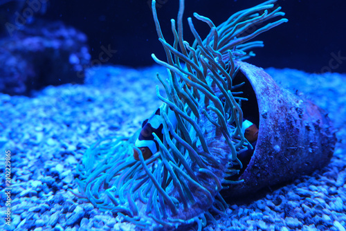 Clownfish hiding in sea anemone by a clay pot