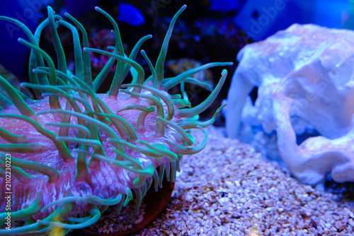 Canvastavla Green sea anemone in aquarium with skull decoration