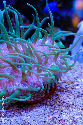 Canvastavla Colorful sea anemone in aquarium close-up