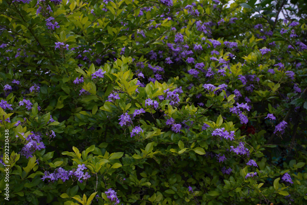 Fototapeta premium Duranta shrub covered in clusters of small purple flowers