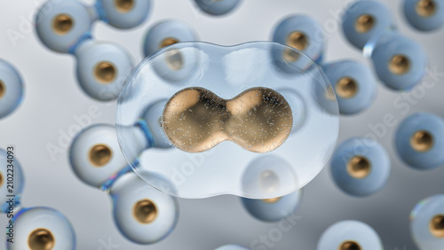 Transparent cell undergoing division with double golden nucleus splitting inside membrane