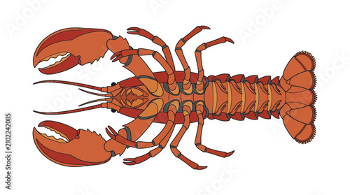Illustration of a Red Lobster