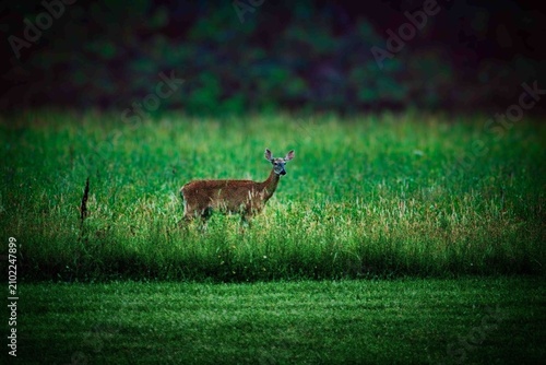 Baby deer standing in field in northeast Ohio