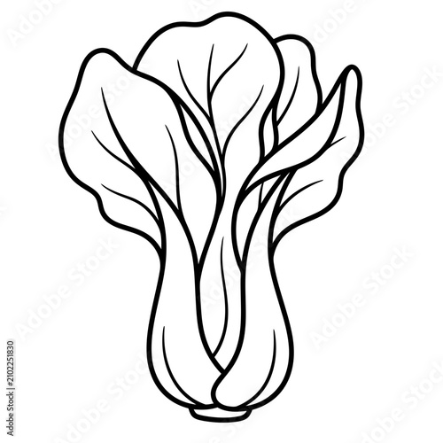 bok choy line art vector illustration