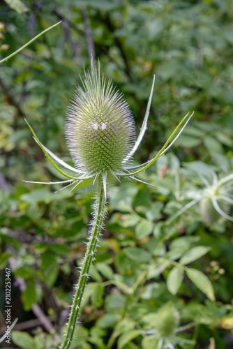 Foto Wild Teasel Dipsacus fullonum plant honeysuckle green head face eyes