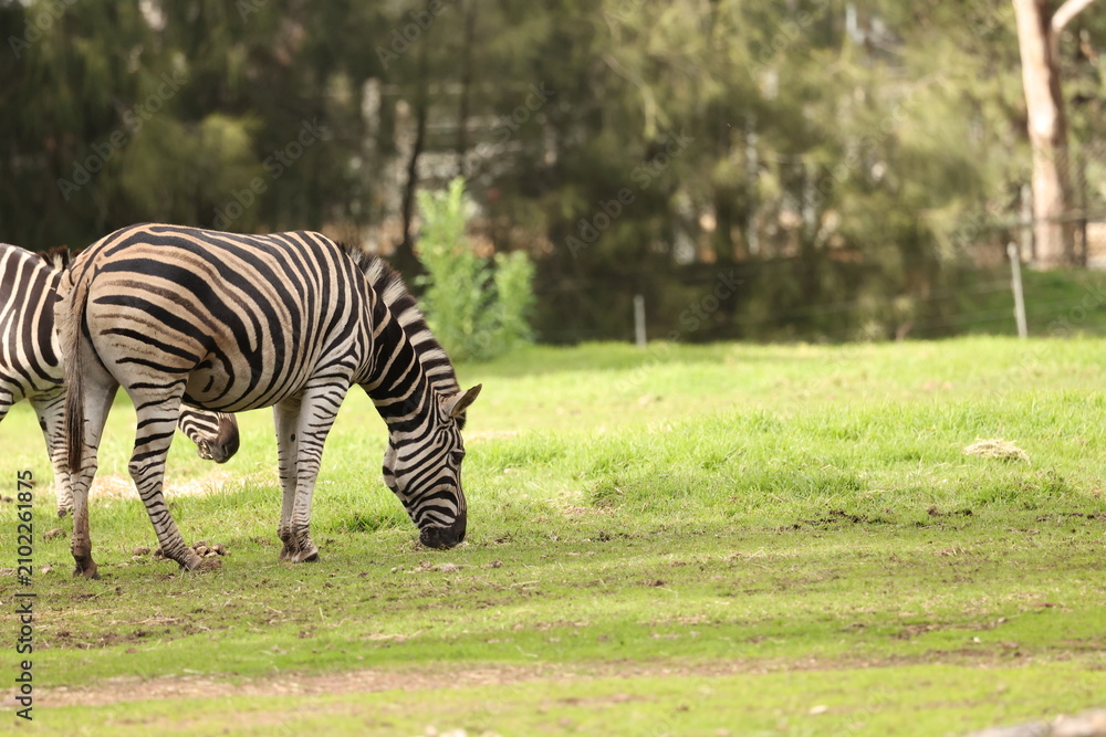 Obraz premium Plains Zebra Grazing on Green Grass in Open Field