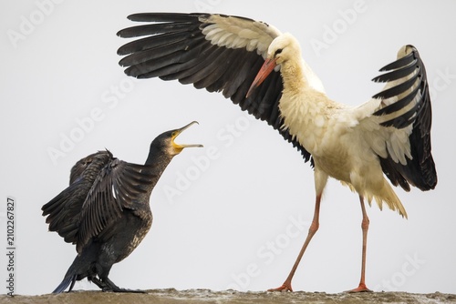 Great cormorant (Phalacrocorax carbo) and White stork (Ciconia ciconia) quarrel, Kiskunság National Park, Hungary