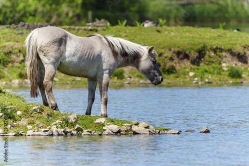 A horse stands on the bank of a calm body of water looking into the water, Tarpan Horse (Equus ferus) France