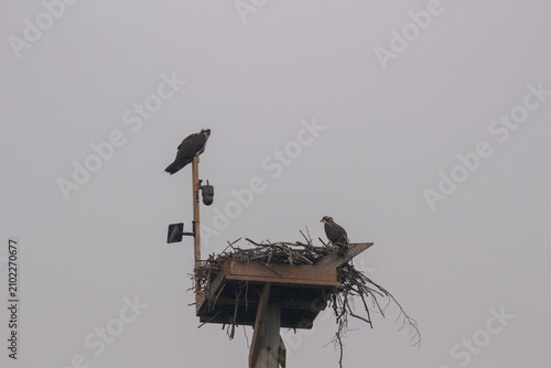 Wild Osprey Caring for Chicks in Elevated Nest