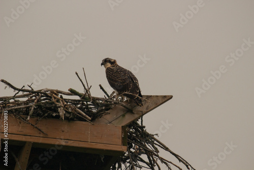 Wild Osprey Caring for Chicks in Elevated Nest