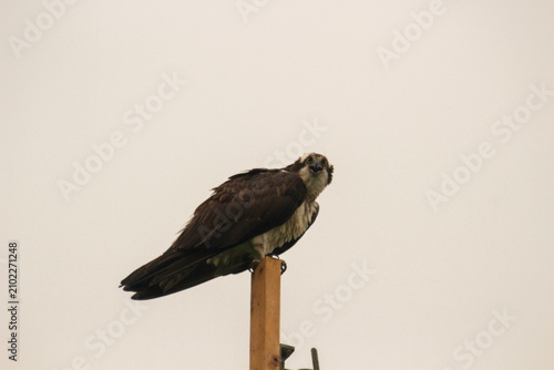 Wild Osprey Caring for Chicks in Elevated Nest