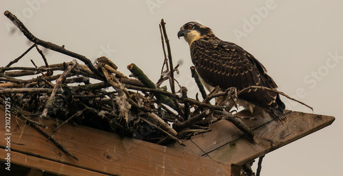 Wild Osprey Caring for Chicks in Elevated Nest
