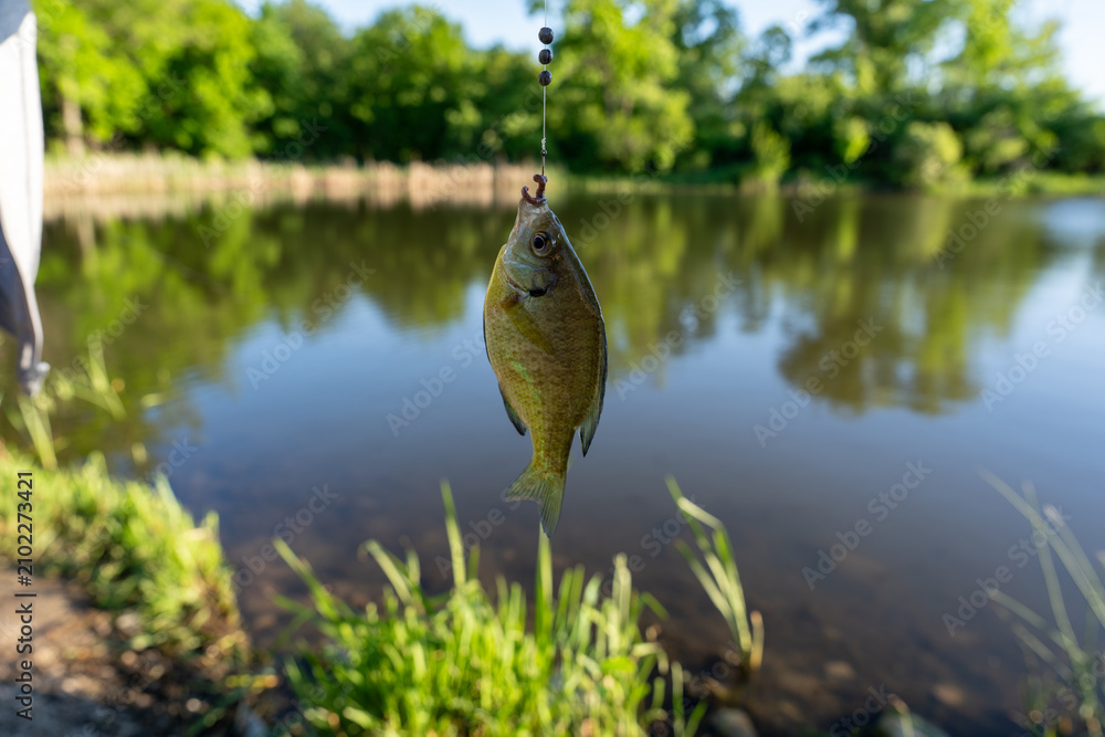 Fototapeta premium Angler holding a caught fish over a pond