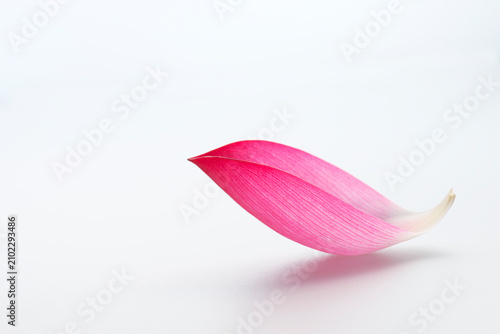 ハスの花びら