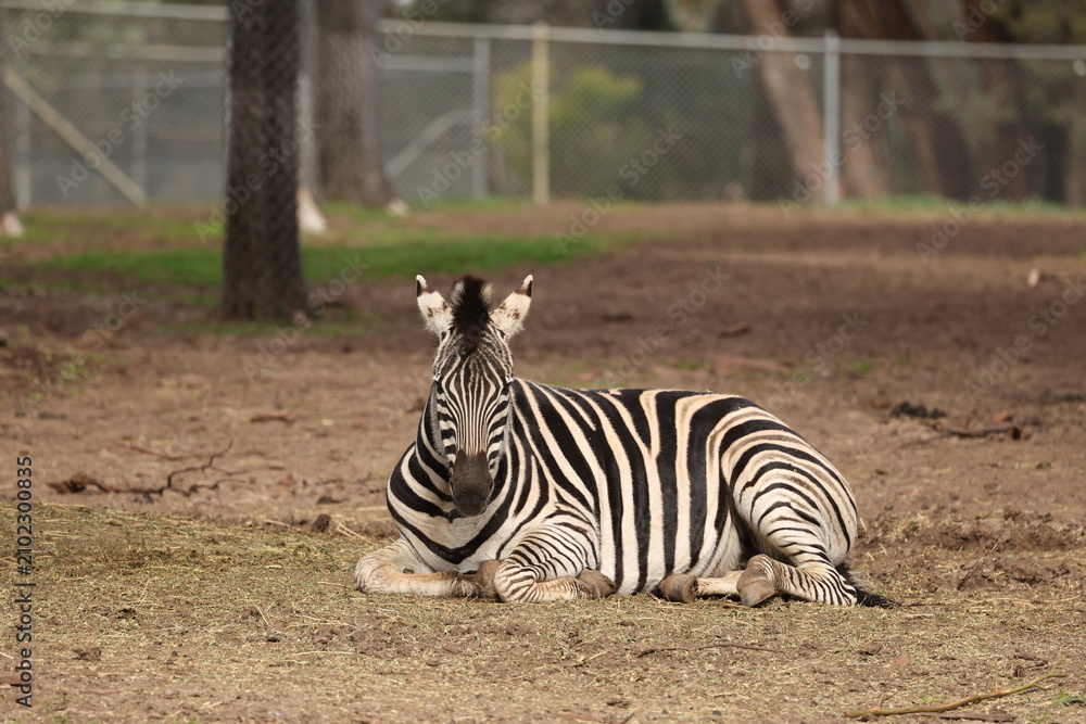 Obraz premium Plains Zebra Resting on Ground in Open Zoo Enclosure