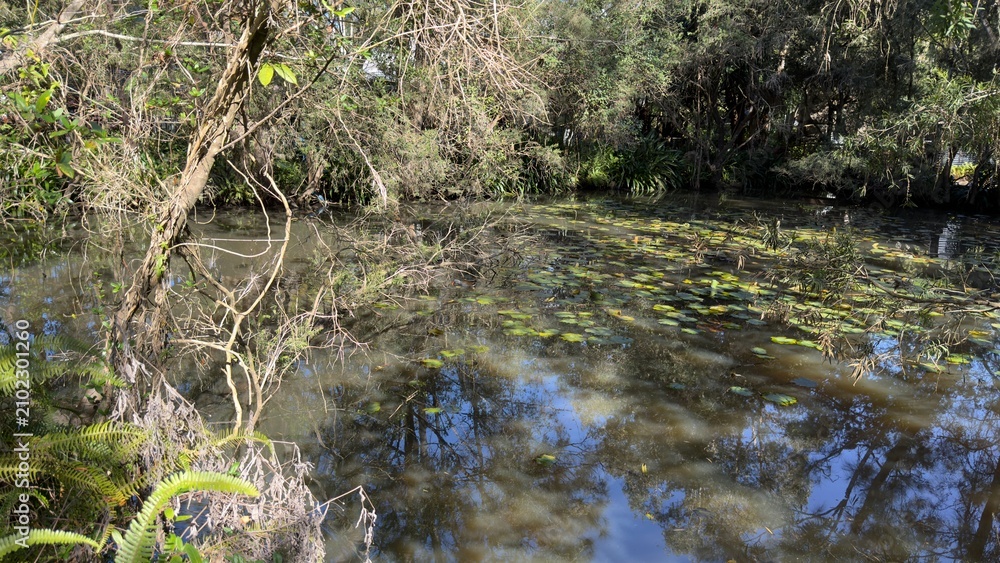 Fototapeta premium Natural Freshwater Pond Surrounded by Dense Australian Bushland and Lily Pads