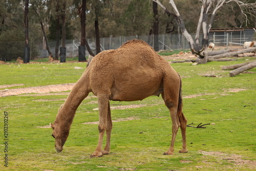 Фотография Single Humped Dromedary Camel Grazing on Green Grass in Open Enclosure