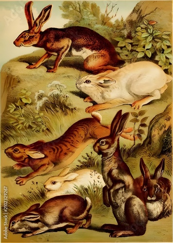 Vintage rabbit and hare zoological study featuring multiple species in a detailed natural history illustration