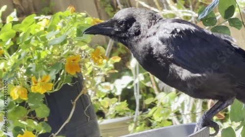 uvenile crow drinks from a deep bowl	