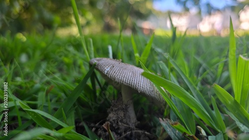 Konstfotografi Lurking in the grass