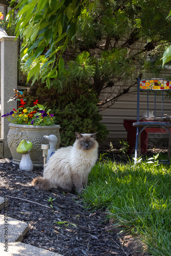 Canvastavla Long-Haired Blue Point Himalayan Cat Sitting in a Backyard Garden