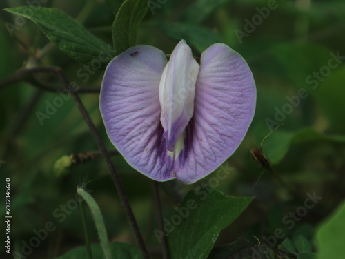 фотографія A beautiful purple spurge butterfly pea flower blooming gracefully surrounded by green wild leaves in nature