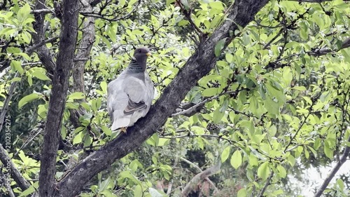 Band-tailed pigeon in a fruit tree
