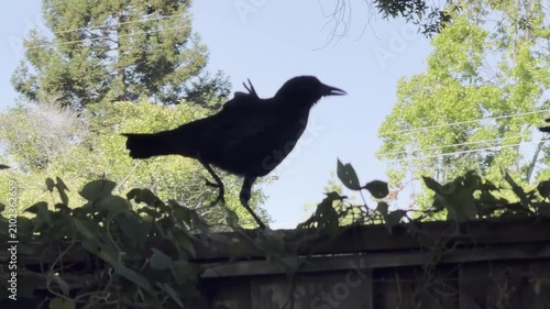 Juvenile crow begs from parent, then feeds himself	