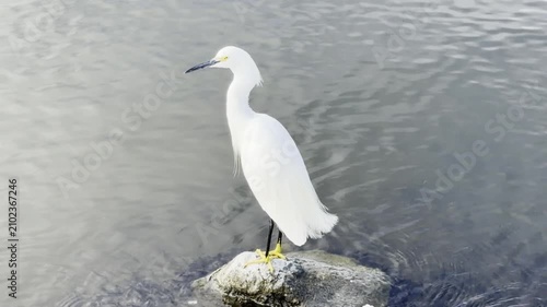 Snowy egret hurries along the rocky shore of a lake	