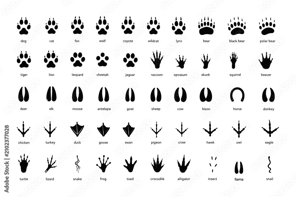 Fototapeta premium Animal footprints. Wild, domestic pet paw prints, feet and claws imprint. Cat, dog and bear, raccoon and turtle, pigeon and lizard, pig black foot stamps. Fox and elephant, wolf and koala vector set