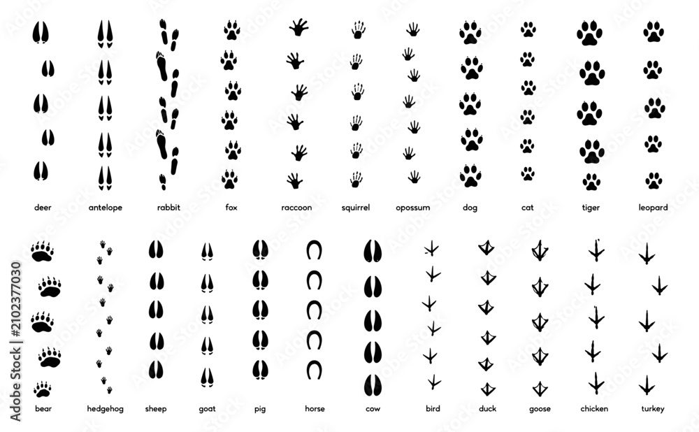 Obraz premium Animals footprint tracks. Paw prints, feet and claws eagle, raccoon and fox, deer and frog, duck and elephant penguin and chicken horse, hedgehog bear sheep cat dog stamp. Black foot trace vector set.