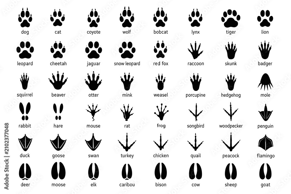 Fototapeta premium Animal footprints. Wild, domestic pet paw prints, feet and claws imprint. Cat, dog and bear, raccoon and turtle, pigeon and lizard, pig black foot stamps. Fox and elephant, wolf and koala vector set