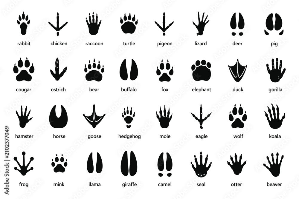 Fototapeta premium Animal footprints. Wild, domestic pet paw prints, feet and claws imprint. Cat, dog and bear, raccoon and turtle, pigeon and lizard, pig black foot stamps. Fox and elephant, wolf and koala vector set