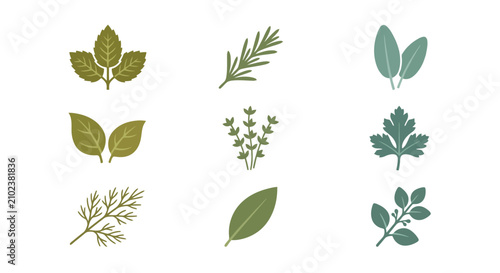 Stylized green culinary herbs and spice leaves isolated on white, perfect for cooking recipes, kitchen, and healthy food concepts.