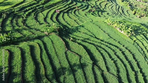 Aerial view captures lush green terraces