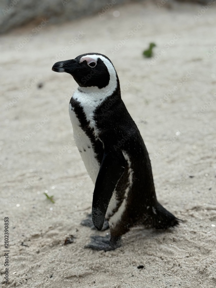 Obraz premium Penguin