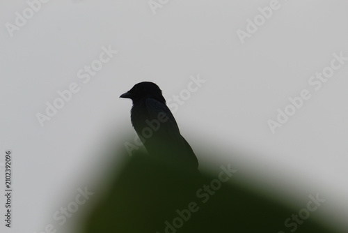 Photography Bird silhouette on the evening time in dark