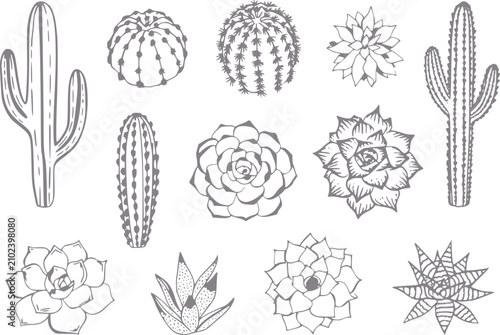 Картината върху платно Colección dibujada a mano de varios cactus y plantas suculentas aisladas sobre u