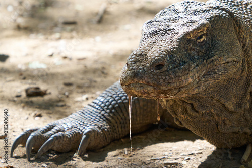 Komodo dragon on Komodo National Park, Flores, Indonesia