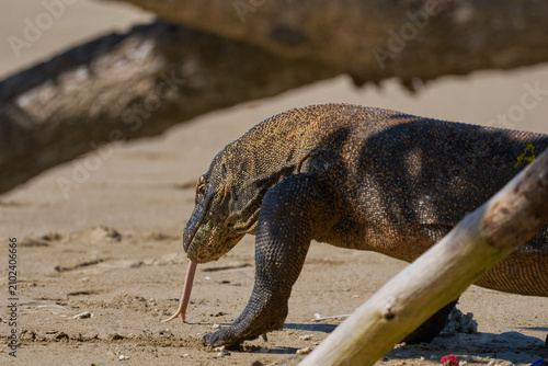 Komodo dragon on Komodo National Park, Flores, Indonesia