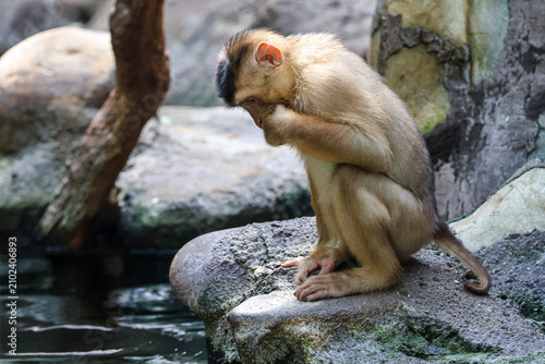 Photography Young monkey sits on a rock near water, looking down thoughtfully