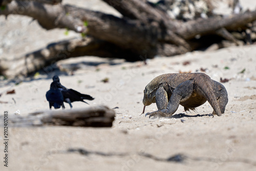 Komodo dragon on Komodo National Park, Flores, Indonesia
