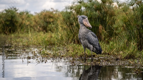 Majestic shoebill stork standing in shallow marshy water with detailed grey feathers and a large prehistoric beak looking around calmly