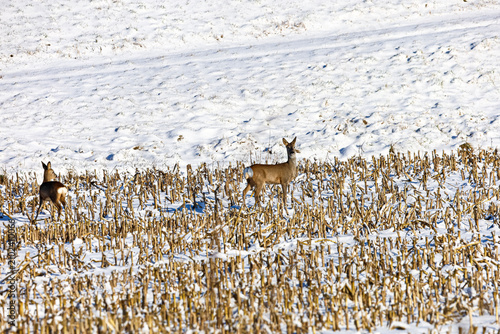 Two deer stand in a snow-covered field with dry corn stalks