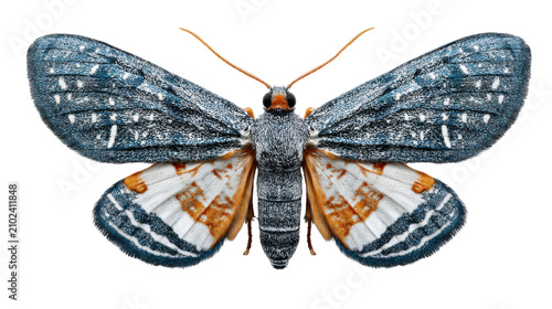 Colorful moth butterfly with detailed wings isolated on transparent background